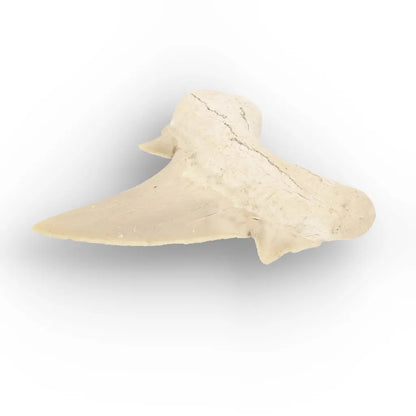 Get your Real Otodus Obliquus Fossil Shark Tooth online now or in store at Forever Gems in Franschhoek, South Africa