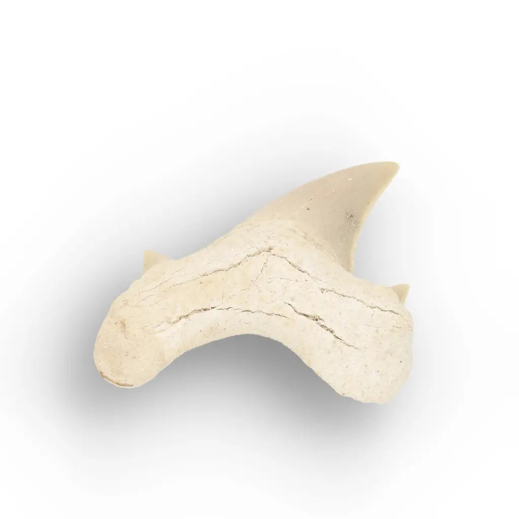Get your Real Otodus Obliquus Fossil Shark Tooth online now or in store at Forever Gems in Franschhoek, South Africa