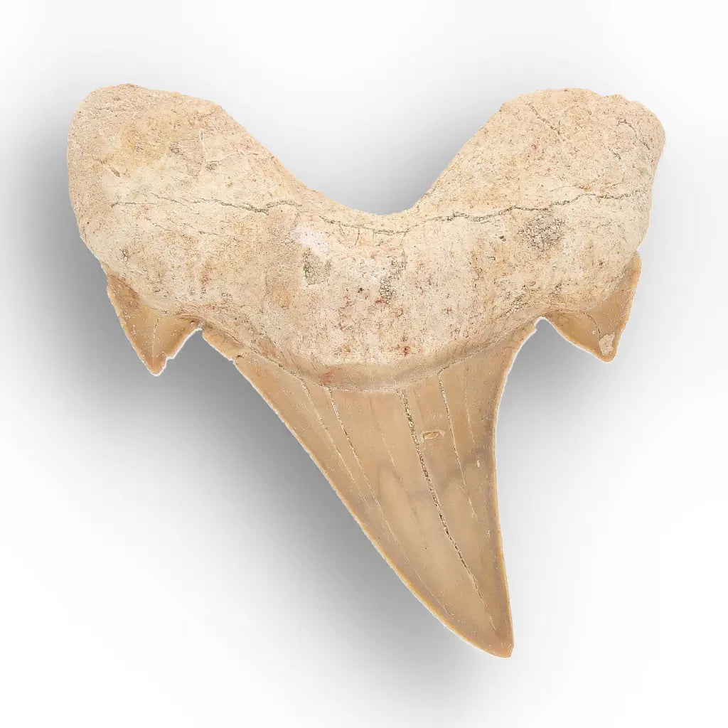Get your Natural Otodus Obliquus Shark Tooth Fossil Morocco online now or in store at Forever Gems in Franschhoek, South Africa