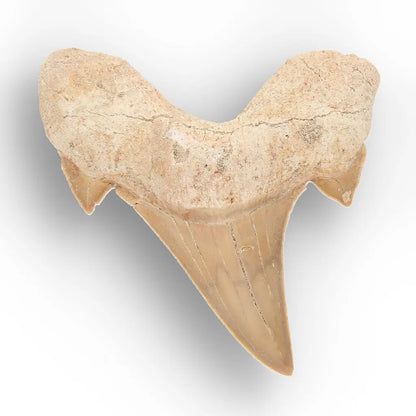 Get your Natural Otodus Obliquus Shark Tooth Fossil Morocco online now or in store at Forever Gems in Franschhoek, South Africa