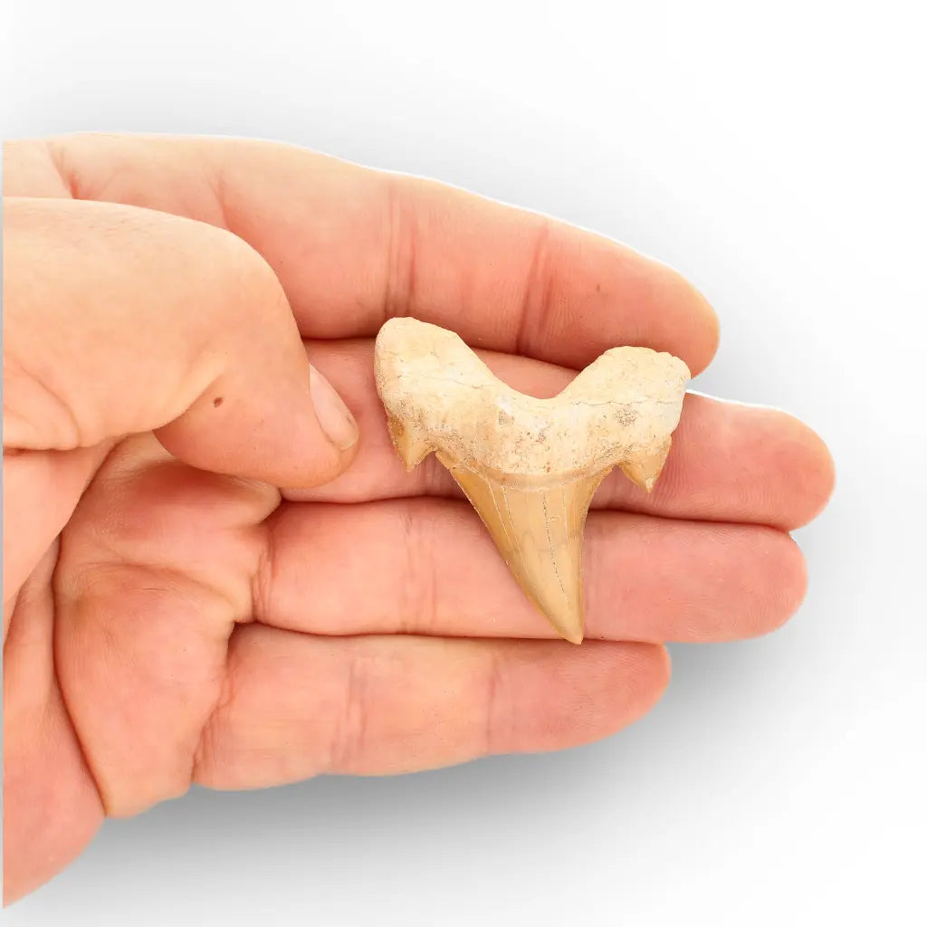Get your Natural Otodus Obliquus Shark Tooth Fossil Morocco online now or in store at Forever Gems in Franschhoek, South Africa