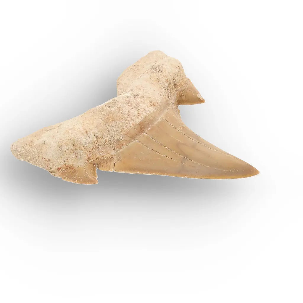 Get your Natural Otodus Obliquus Shark Tooth Fossil Morocco online now or in store at Forever Gems in Franschhoek, South Africa
