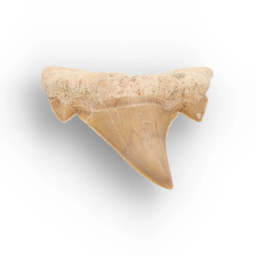 Get your Natural Otodus Obliquus Shark Tooth Fossil Morocco online now or in store at Forever Gems in Franschhoek, South Africa