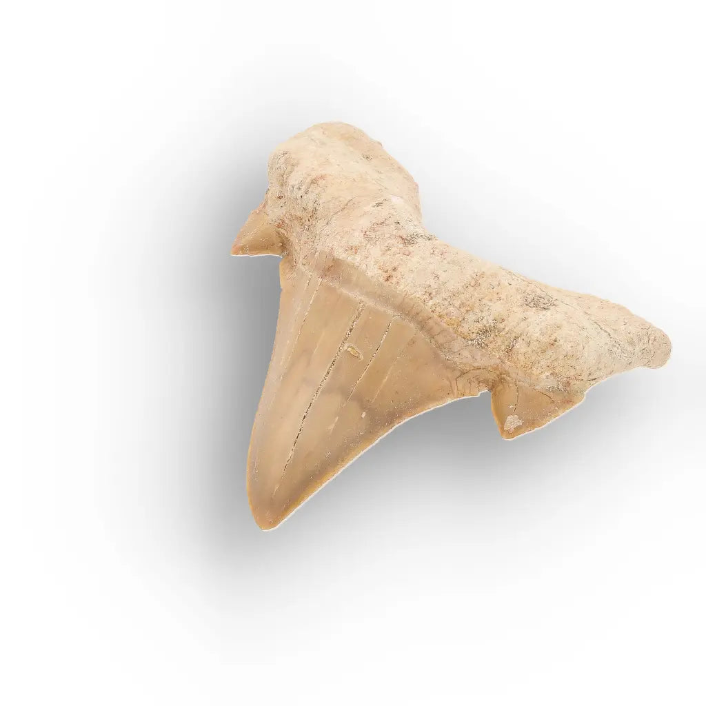 Get your Natural Otodus Obliquus Shark Tooth Fossil Morocco online now or in store at Forever Gems in Franschhoek, South Africa
