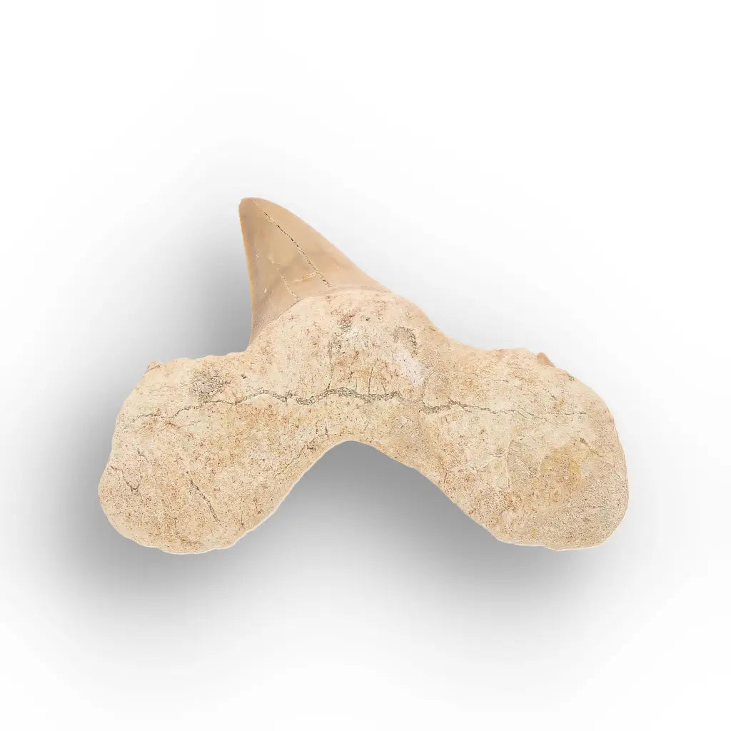 Get your Natural Otodus Obliquus Shark Tooth Fossil Morocco online now or in store at Forever Gems in Franschhoek, South Africa