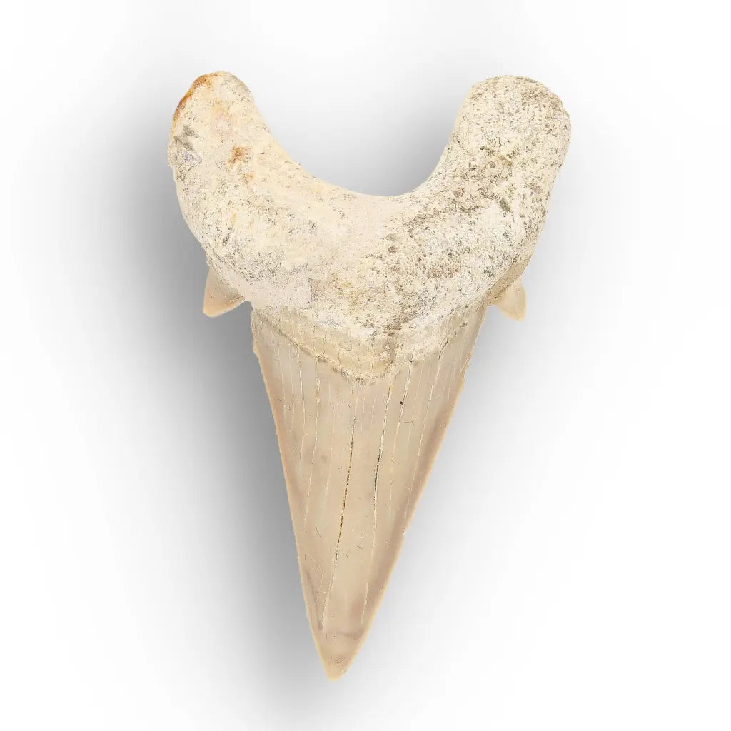 Get your Prehistoric Otodus Obliquus Shark Tooth online now or in store at Forever Gems in Franschhoek, South Africa
