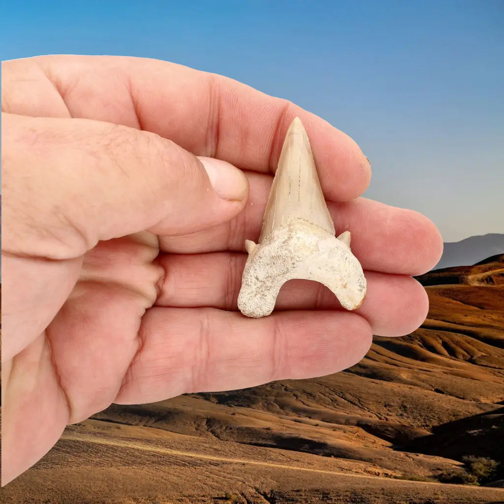 Get your Prehistoric Otodus Obliquus Shark Tooth online now or in store at Forever Gems in Franschhoek, South Africa