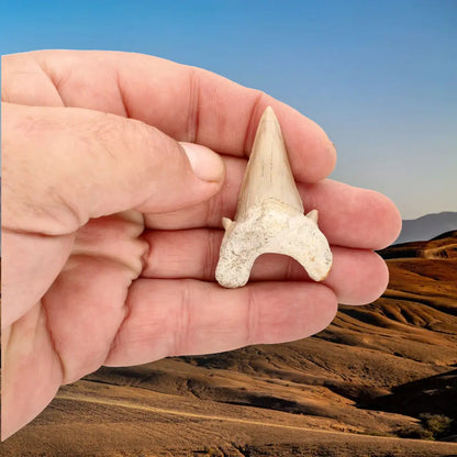 Get your Prehistoric Otodus Obliquus Shark Tooth online now or in store at Forever Gems in Franschhoek, South Africa