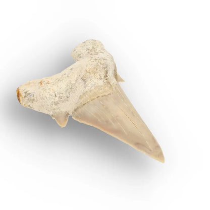 Get your Prehistoric Otodus Obliquus Shark Tooth online now or in store at Forever Gems in Franschhoek, South Africa
