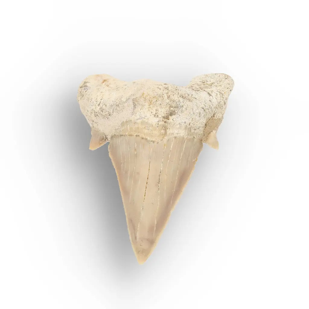 Get your Prehistoric Otodus Obliquus Shark Tooth online now or in store at Forever Gems in Franschhoek, South Africa