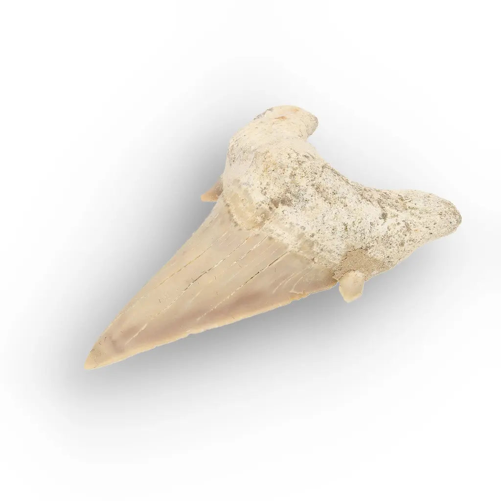 Get your Prehistoric Otodus Obliquus Shark Tooth online now or in store at Forever Gems in Franschhoek, South Africa