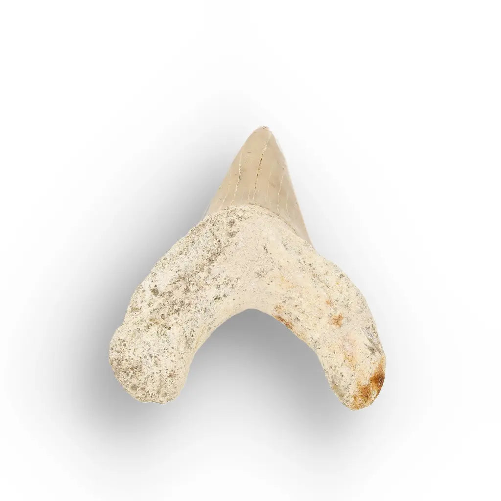 Get your Prehistoric Otodus Obliquus Shark Tooth online now or in store at Forever Gems in Franschhoek, South Africa