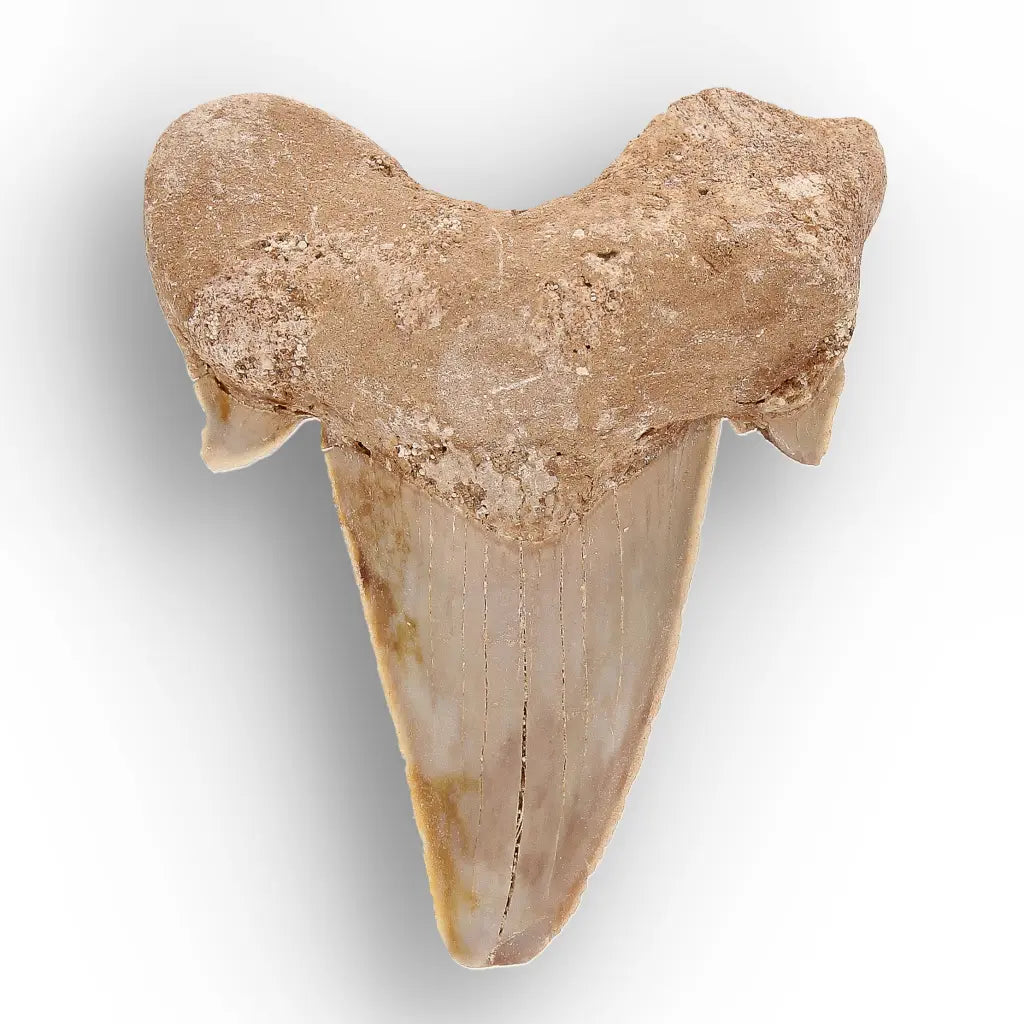 Get your Paleocene Otodus Obliquus Shark Tooth Fossil Morocco online now or in store at Forever Gems in Franschhoek, South Africa