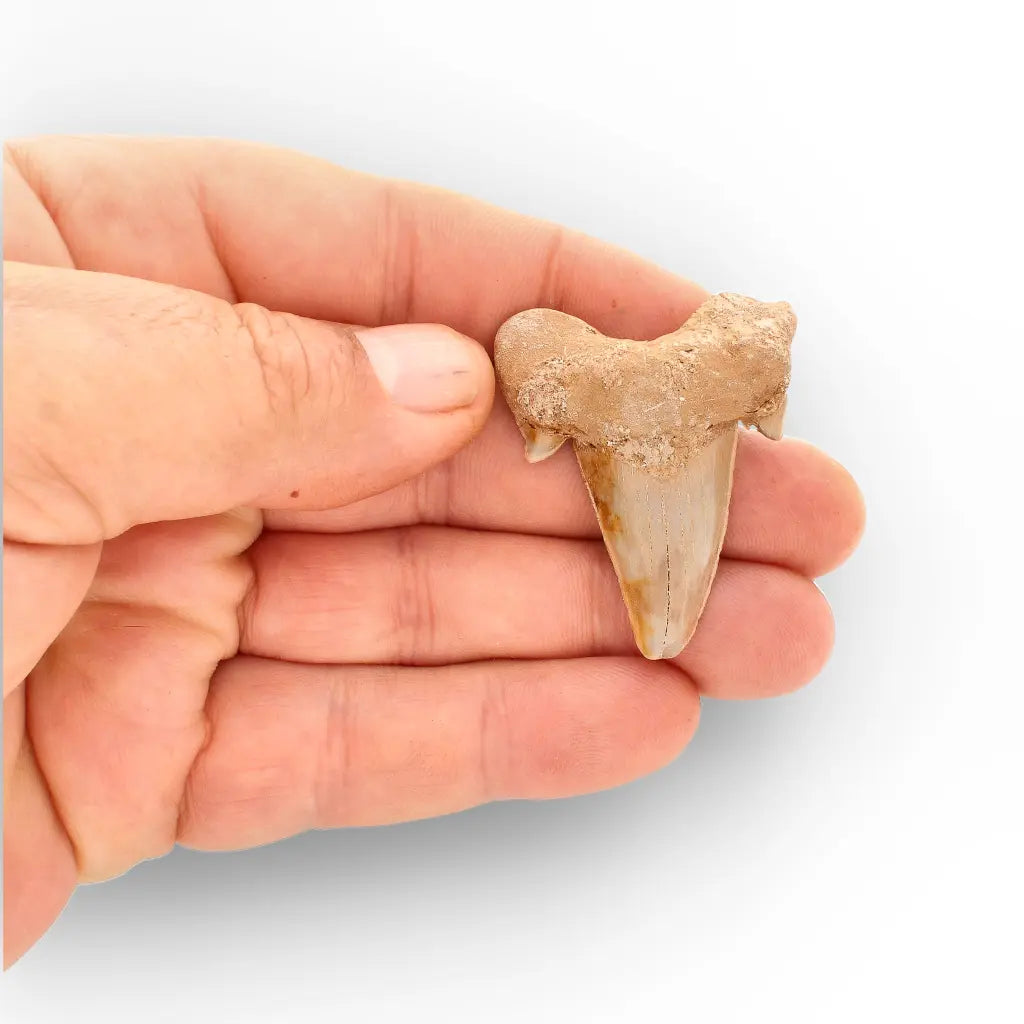 Get your Paleocene Otodus Obliquus Shark Tooth Fossil Morocco online now or in store at Forever Gems in Franschhoek, South Africa