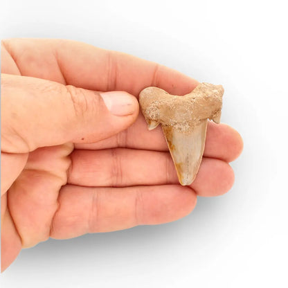 Get your Paleocene Otodus Obliquus Shark Tooth Fossil Morocco online now or in store at Forever Gems in Franschhoek, South Africa