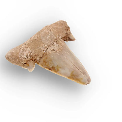Get your Paleocene Otodus Obliquus Shark Tooth Fossil Morocco online now or in store at Forever Gems in Franschhoek, South Africa