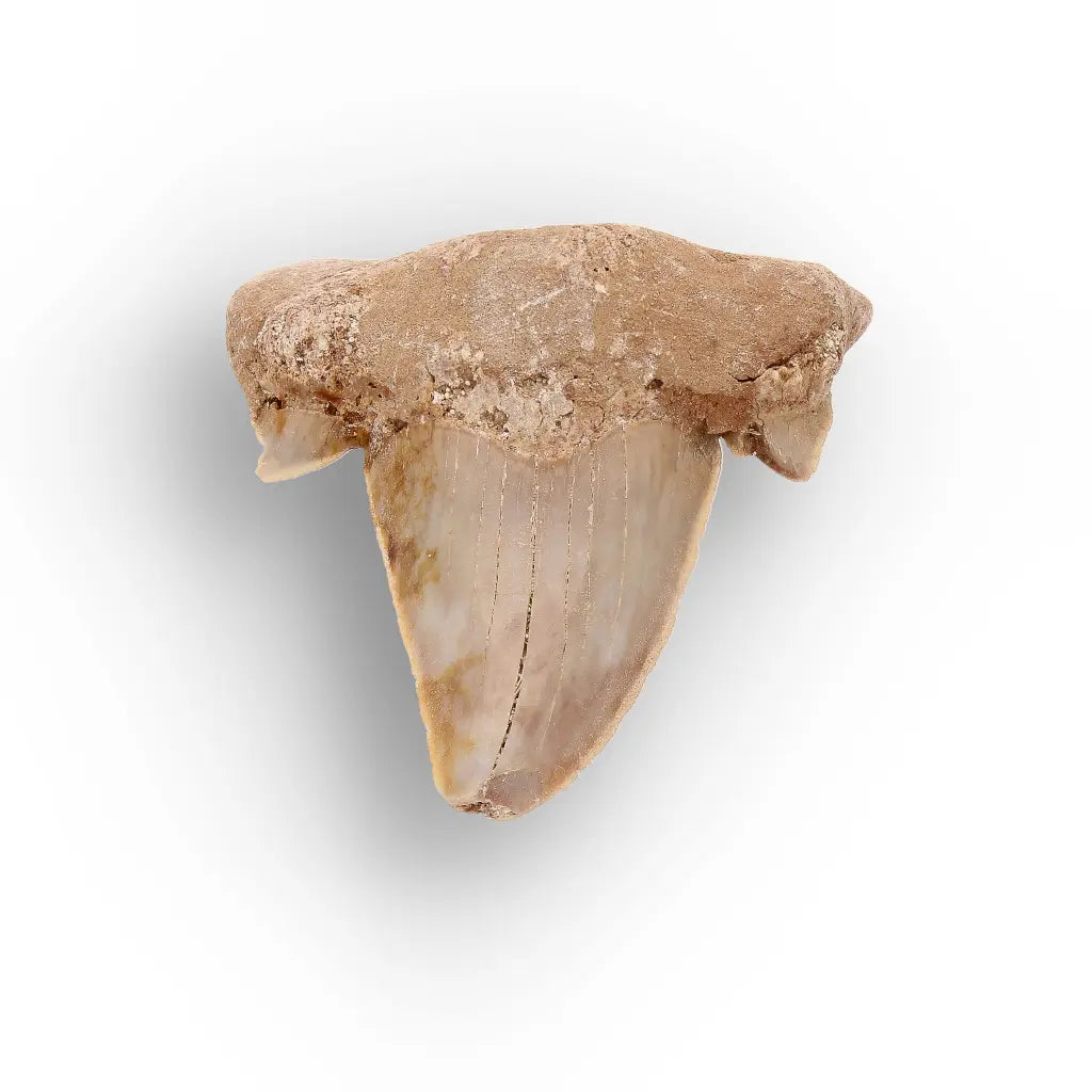 Get your Paleocene Otodus Obliquus Shark Tooth Fossil Morocco online now or in store at Forever Gems in Franschhoek, South Africa