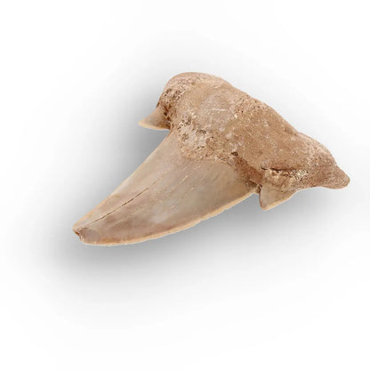 Get your Paleocene Otodus Obliquus Shark Tooth Fossil Morocco online now or in store at Forever Gems in Franschhoek, South Africa