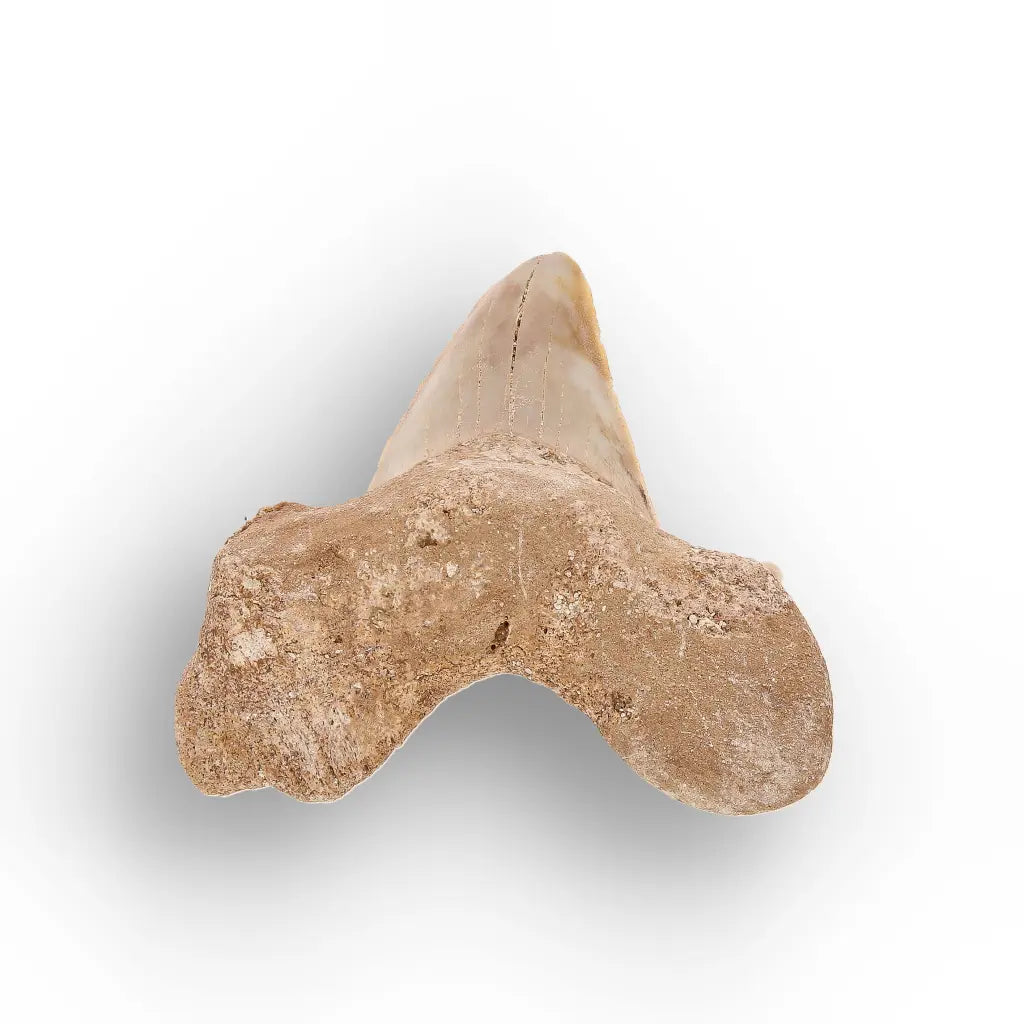 Get your Paleocene Otodus Obliquus Shark Tooth Fossil Morocco online now or in store at Forever Gems in Franschhoek, South Africa