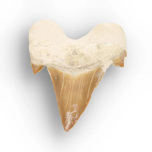 Get your Fossil Shark Tooth from Morocco online now or in store at Forever Gems in Franschhoek, South Africa