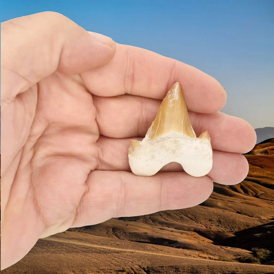 Get your Fossil Shark Tooth from Morocco online now or in store at Forever Gems in Franschhoek, South Africa