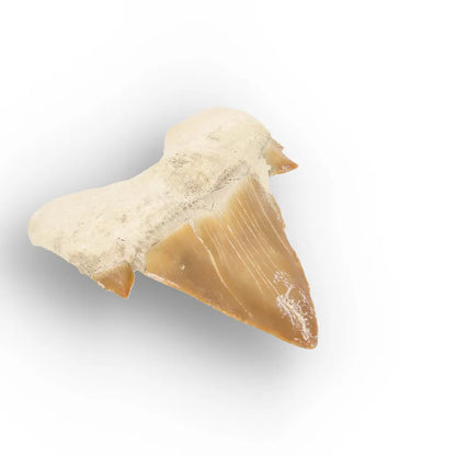 Get your Fossil Shark Tooth from Morocco online now or in store at Forever Gems in Franschhoek, South Africa