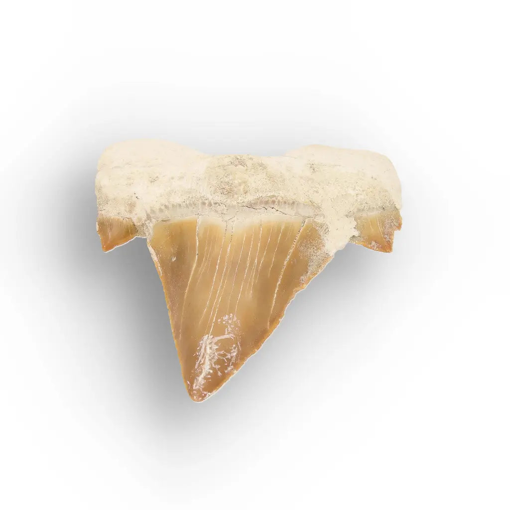 Get your Fossil Shark Tooth from Morocco online now or in store at Forever Gems in Franschhoek, South Africa