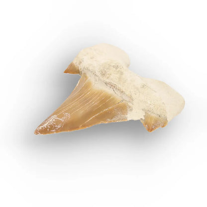 Get your Fossil Shark Tooth from Morocco online now or in store at Forever Gems in Franschhoek, South Africa