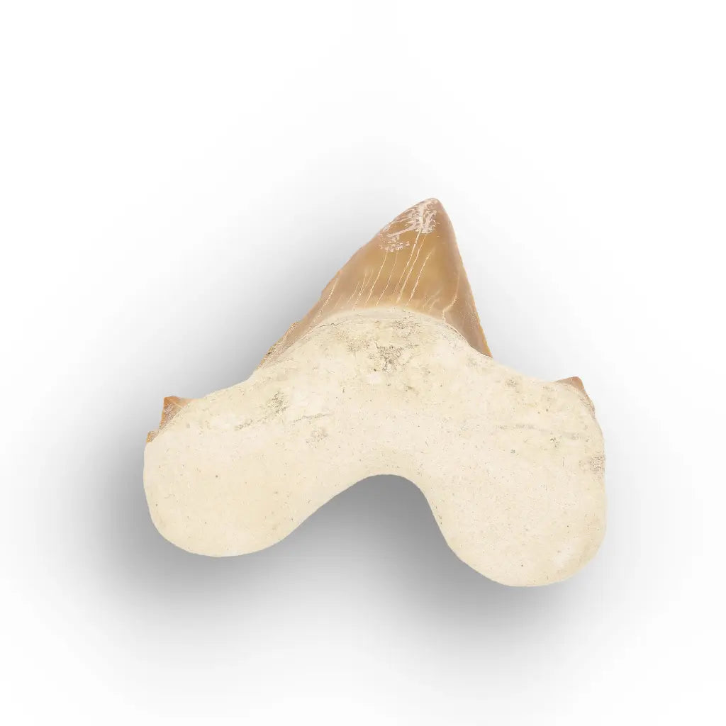 Get your Fossil Shark Tooth from Morocco online now or in store at Forever Gems in Franschhoek, South Africa