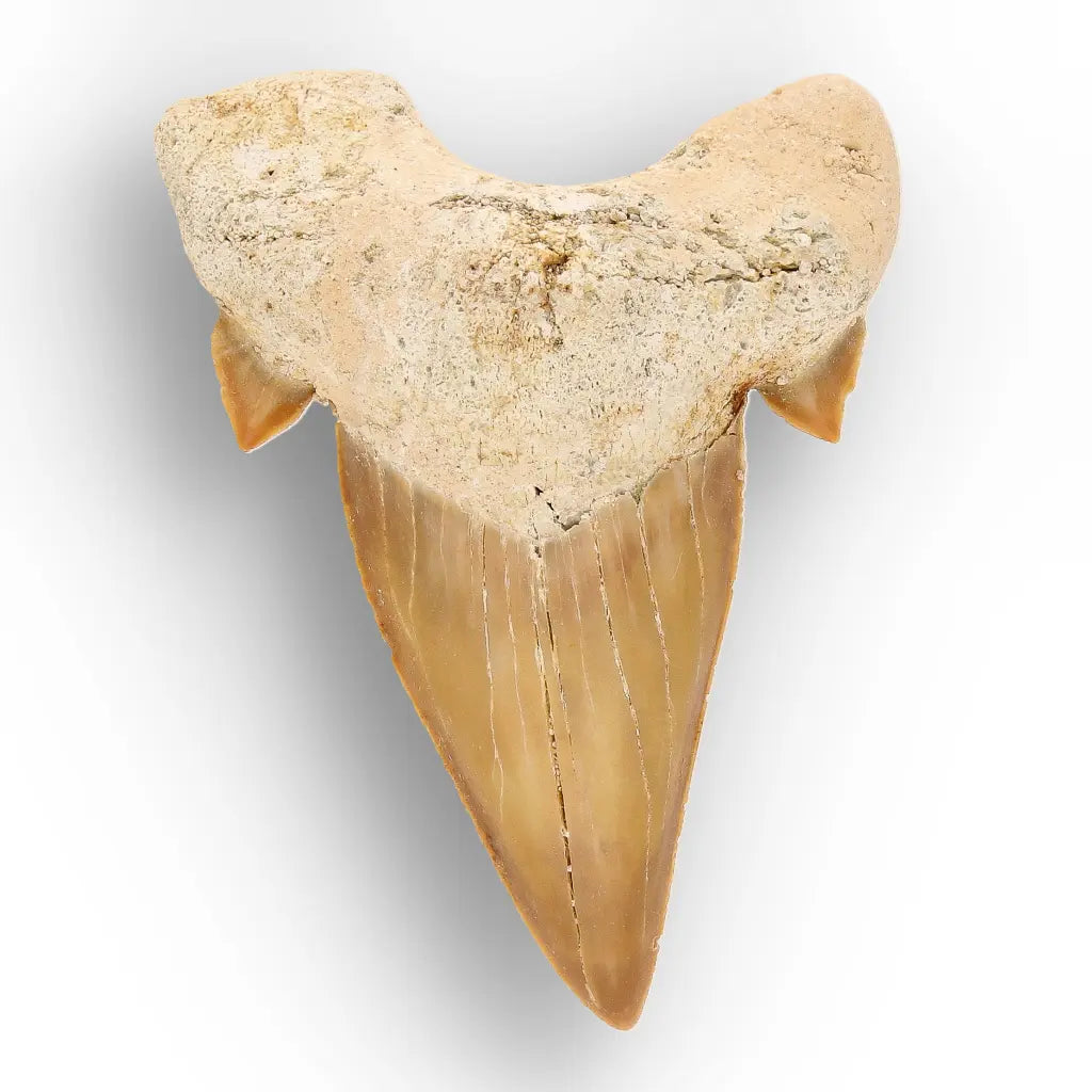 Get your Authentic Fossil Otodus Obliquus Shark Tooth Morocco online now or in store at Forever Gems in Franschhoek, South Africa