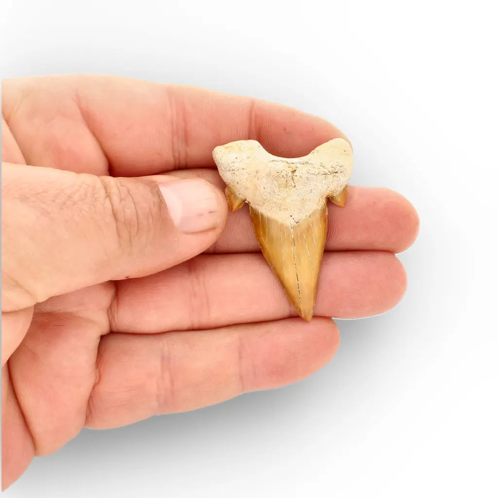 Get your Authentic Fossil Otodus Obliquus Shark Tooth Morocco online now or in store at Forever Gems in Franschhoek, South Africa