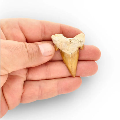 Get your Authentic Fossil Otodus Obliquus Shark Tooth Morocco online now or in store at Forever Gems in Franschhoek, South Africa