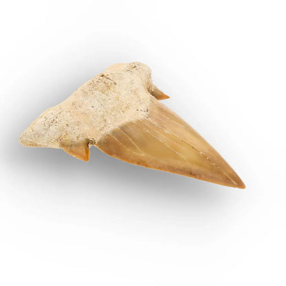 Get your Authentic Fossil Otodus Obliquus Shark Tooth Morocco online now or in store at Forever Gems in Franschhoek, South Africa