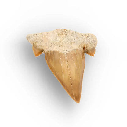 Get your Authentic Fossil Otodus Obliquus Shark Tooth Morocco online now or in store at Forever Gems in Franschhoek, South Africa