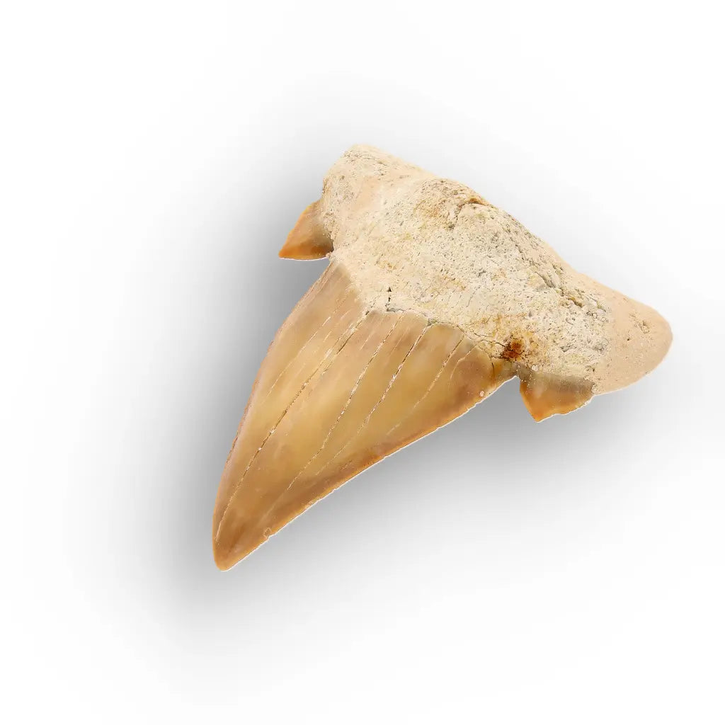 Get your Authentic Fossil Otodus Obliquus Shark Tooth Morocco online now or in store at Forever Gems in Franschhoek, South Africa