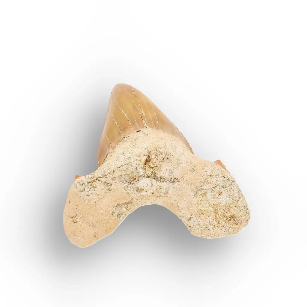 Get your Authentic Fossil Otodus Obliquus Shark Tooth Morocco online now or in store at Forever Gems in Franschhoek, South Africa