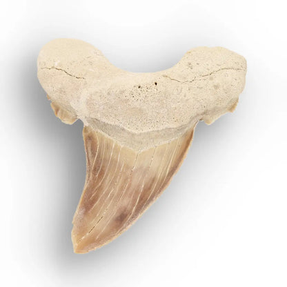 Get your Paleocene Otodus Obliquus Tooth Fossil online now or in store at Forever Gems in Franschhoek, South Africa