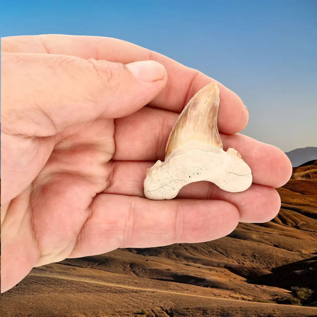 Get your Paleocene Otodus Obliquus Tooth Fossil online now or in store at Forever Gems in Franschhoek, South Africa