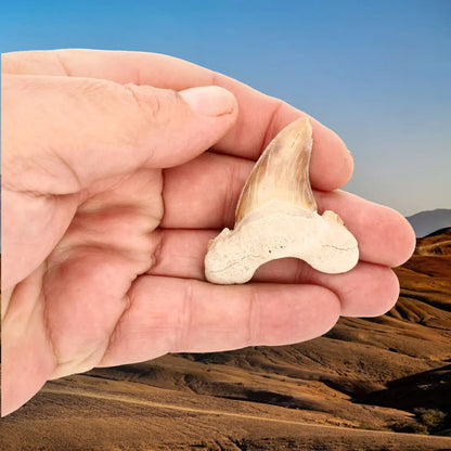 Get your Paleocene Otodus Obliquus Tooth Fossil online now or in store at Forever Gems in Franschhoek, South Africa