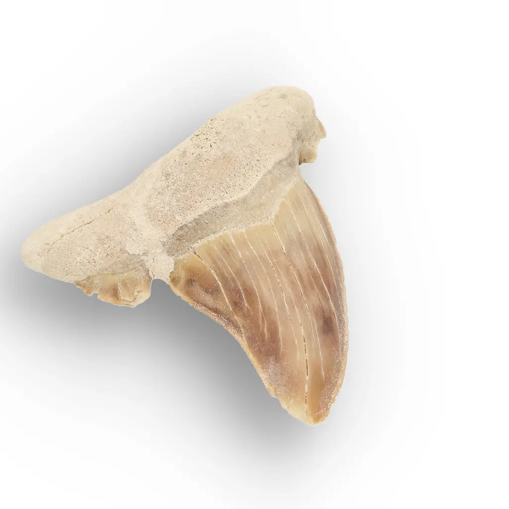 Get your Paleocene Otodus Obliquus Tooth Fossil online now or in store at Forever Gems in Franschhoek, South Africa