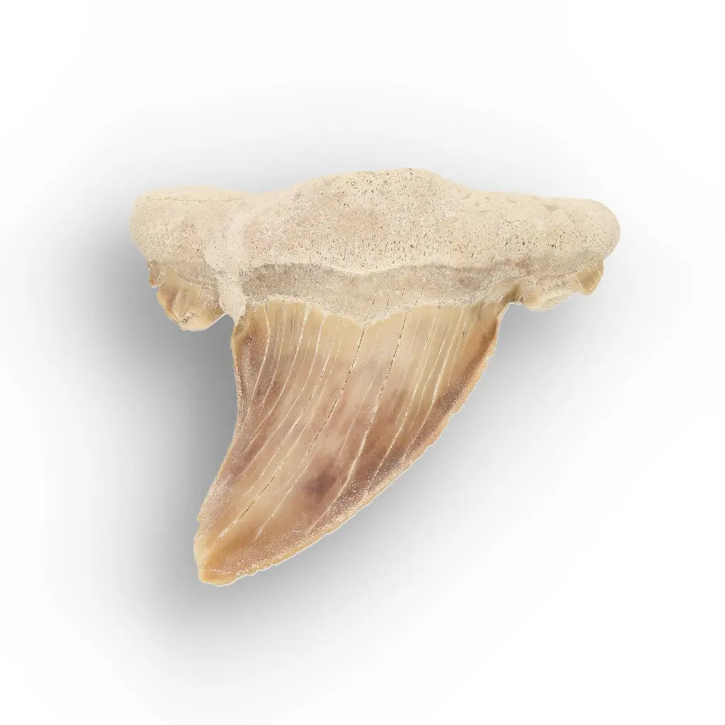 Get your Paleocene Otodus Obliquus Tooth Fossil online now or in store at Forever Gems in Franschhoek, South Africa