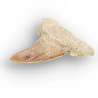 Get your Paleocene Otodus Obliquus Tooth Fossil online now or in store at Forever Gems in Franschhoek, South Africa