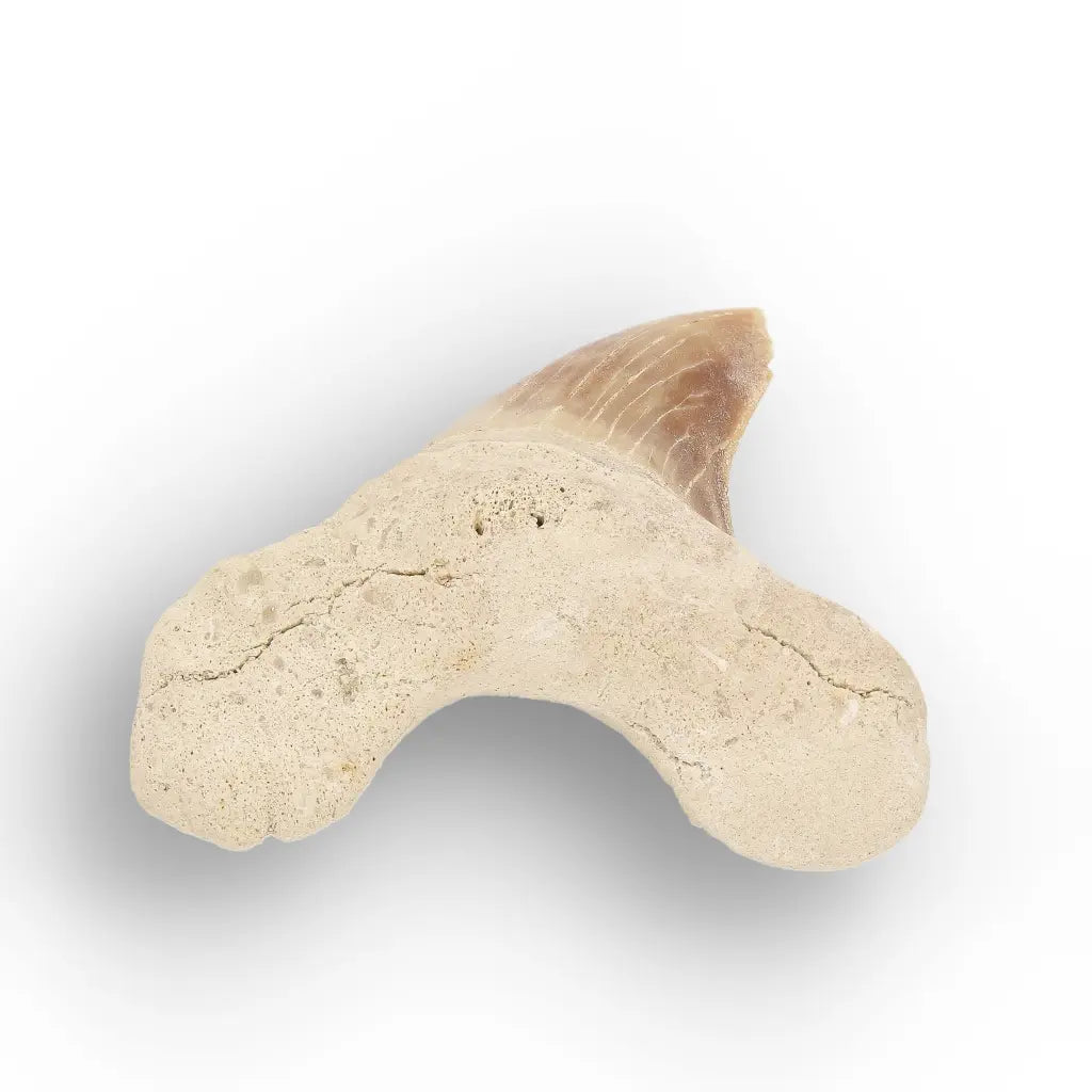 Get your Paleocene Otodus Obliquus Tooth Fossil online now or in store at Forever Gems in Franschhoek, South Africa