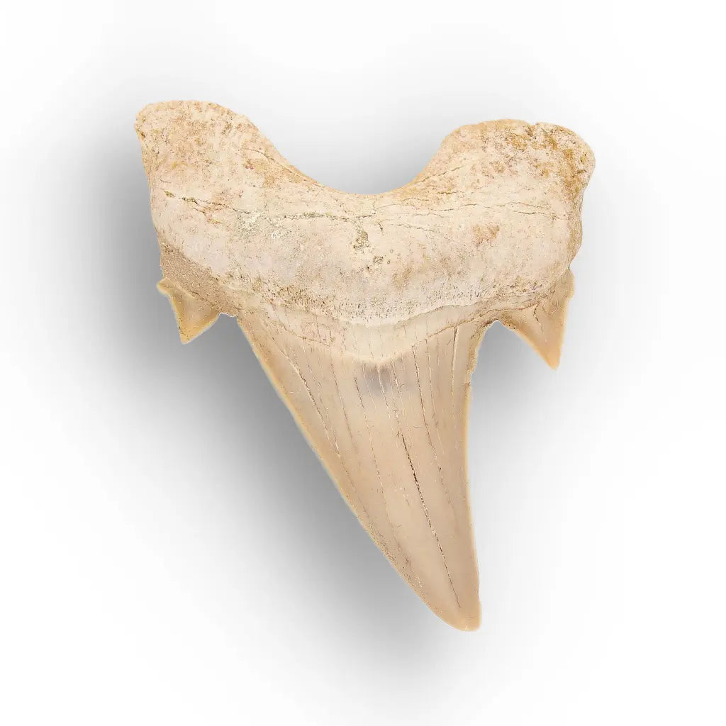 Get your Otodus Obliquus Fossil Collector Tooth online now or in store at Forever Gems in Franschhoek, South Africa