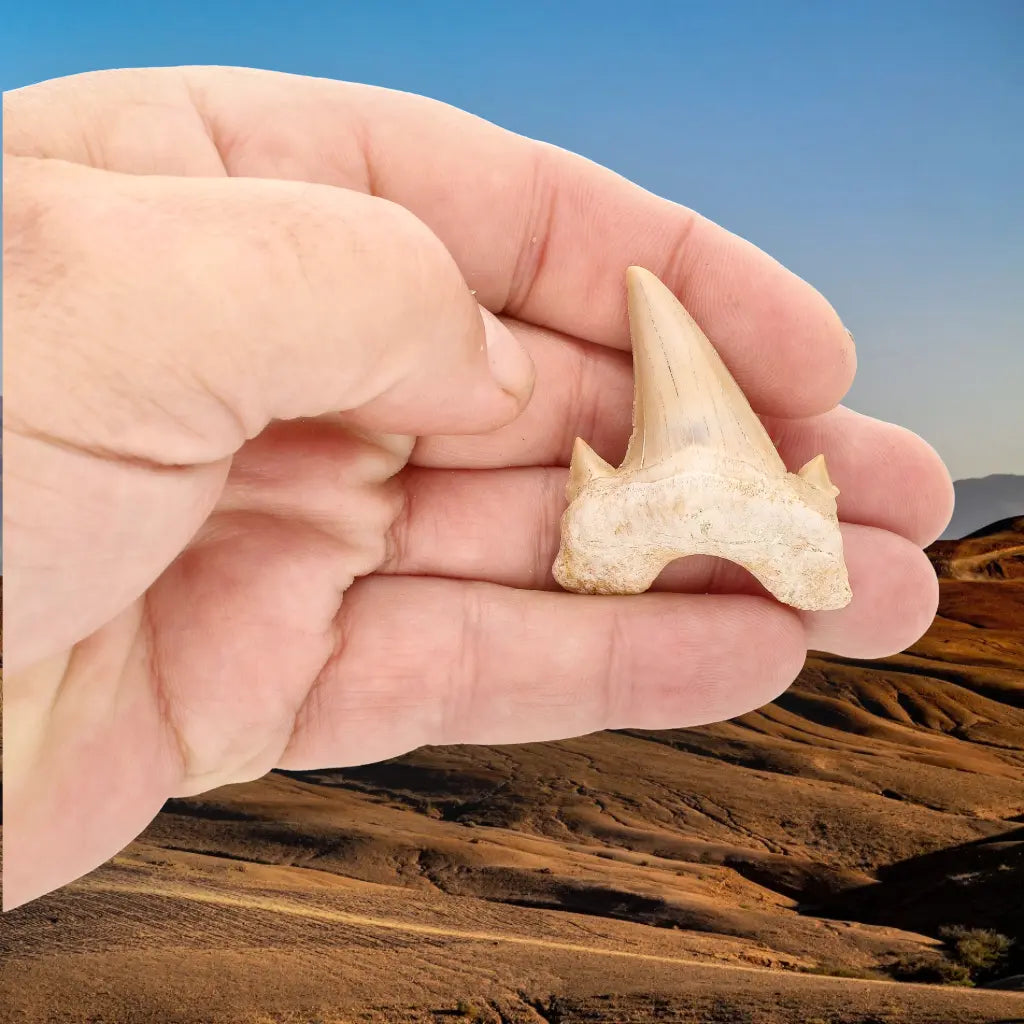 Get your Otodus Obliquus Fossil Collector Tooth online now or in store at Forever Gems in Franschhoek, South Africa
