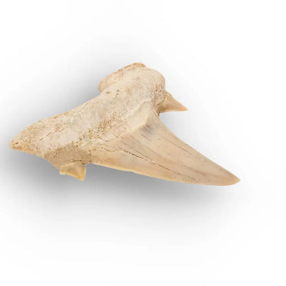 Get your Otodus Obliquus Fossil Collector Tooth online now or in store at Forever Gems in Franschhoek, South Africa