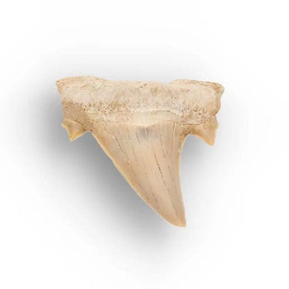Get your Otodus Obliquus Fossil Collector Tooth online now or in store at Forever Gems in Franschhoek, South Africa