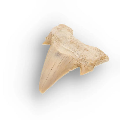 Get your Otodus Obliquus Fossil Collector Tooth online now or in store at Forever Gems in Franschhoek, South Africa