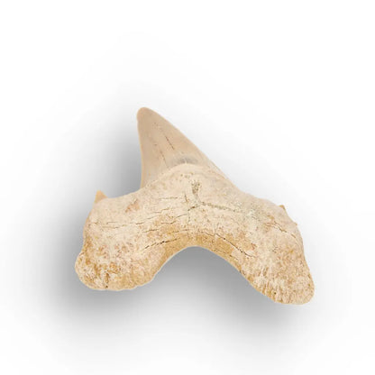 Get your Otodus Obliquus Fossil Collector Tooth online now or in store at Forever Gems in Franschhoek, South Africa