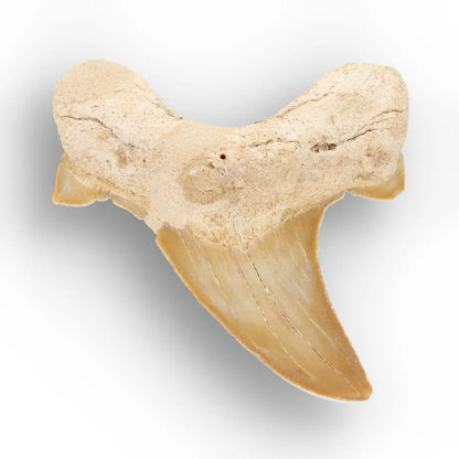 Get your Otodus Obliquus Shark Tooth Fossil, Megalodon Ancestor online now or in store at Forever Gems in Franschhoek, South Africa